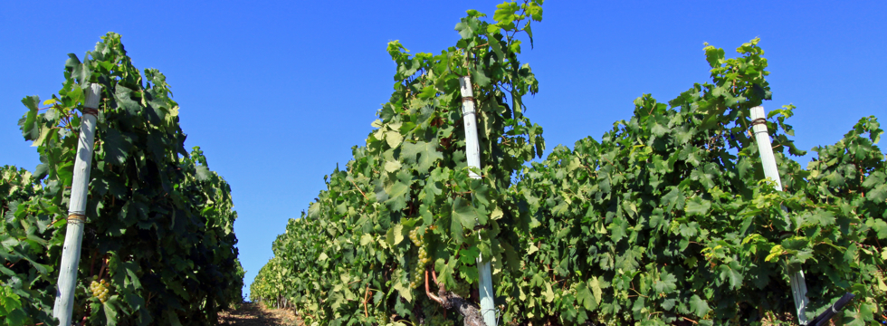 Excursion: the Riviera of wine and food