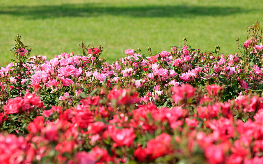 Festival des Jardins de la Côte d’Azur